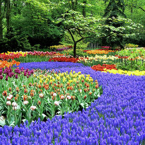 Flowers At A Garden #2 by Science Photo Library