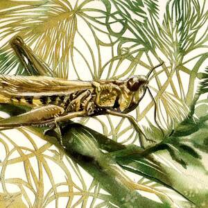 Grasshopper #4 by Alfred Ng