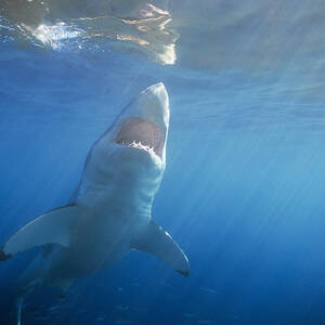 Great White Shark #2 by Jeff Rotman