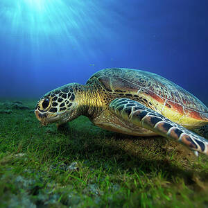 Green Turtle #2 by Barathieu Gabriel