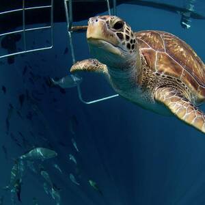 Green Turtle Swimming #2 by Science Photo Library