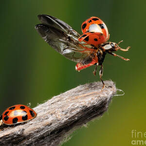 Ladybug Taking Off #2 by Scott Linstead