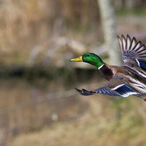 Mallard Drake Taking Flight #2 by Ken Archer