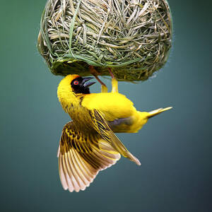 Masked weaver at nest #2 by Johan Swanepoel