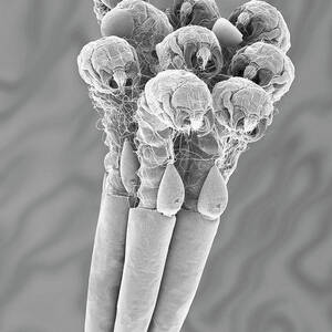 Mosquito Egg Raft With Hatching Larvae #2 by Science Photo Library