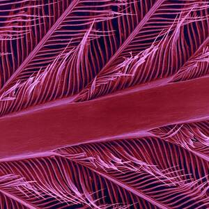 Parrot Feather Rachis #2 by Science Photo Library