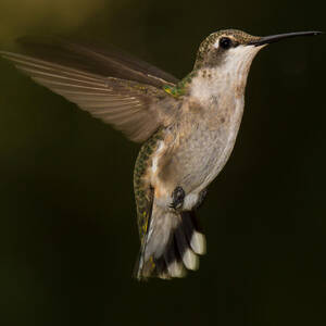 Ruby Throated Hummingbird #2 by Robert L Jackson