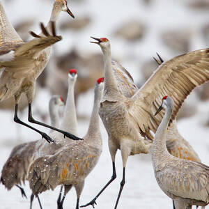 Sandhill Cranes Dancing On The Platte #2 by Chuck Haney