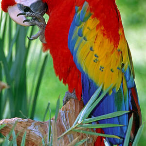 Scarlet Macaw #2 by Millard H. Sharp