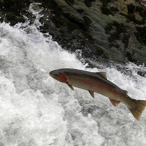 Steelhead Trout Jumping In Falls #2 by Theodore Clutter