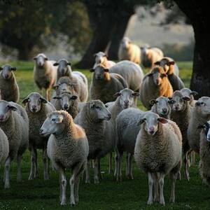 Transhumance With Sheep In The Iberian #2 by David Santiago Garcia