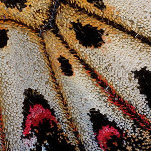 Close-up Detail Wing Pattern #27 by Darrell Gulin