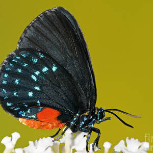 Atala Butterfly #3 by Millard H. Sharp