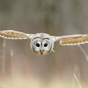 Barred Owl In Flight #5 by Scott Linstead