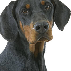 Doberman Pinscher #3 by Jean-Michel Labat