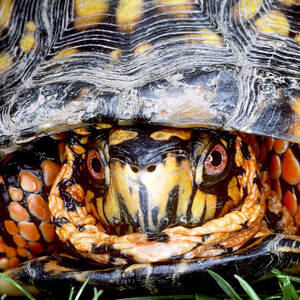 Eastern Box Turtle #3 by Millard H. Sharp