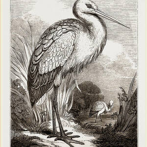 Premium Vector | Crane bird vector stork sketch of hand drawn bird