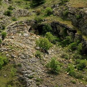Transhumance With Sheep In The Iberian #3 by David Santiago Garcia