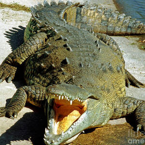 American Crocodile #4 by Millard H. Sharp
