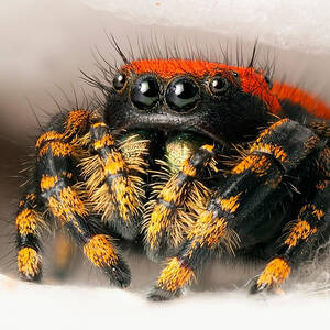 Apache Jumping Spider #4 by Scott Linstead