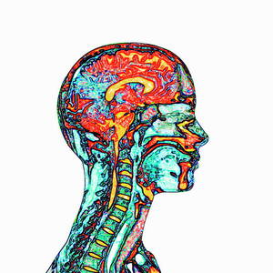 Brain And Spinal Cord #4 by Science Photo Library