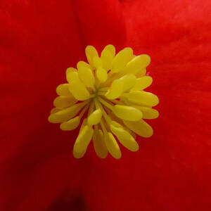 Flower #4 by SAURAVphoto Online Store