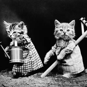 Kittens 'Planting Time', C1914 by Harry Whittier Frees