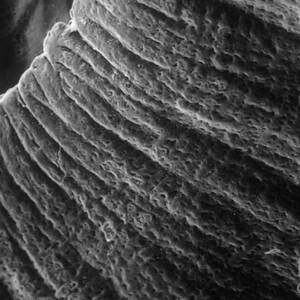 Iris, Sem #4 by Ralph C. Eagle, Jr.
