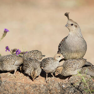 USA, Arizona, Amado #4 by Jaynes Gallery