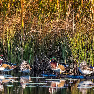 4 Wood Ducks by Paul Freidlund