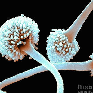 Bread Mold, Sem #5 by David M. Phillips