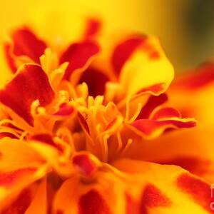 French Marigold named Starfire Photograph by J McCombie | Fine Art America
