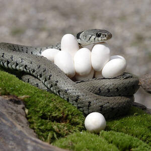 Grass Snake With Eggs #5 by M. Watson