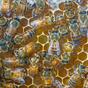 Honey Bees In Hive #6 by Millard H. Sharp