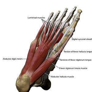 Anatomy Of Human Foot With Labels Photograph by Hank Grebe