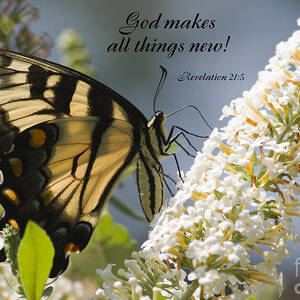 Butterfly Scripture #10 by Jill Lang