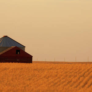 A Barn Owl Sits In The Open Window by Todd Korol