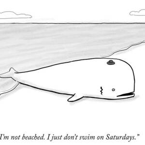 A Beached Whale Wears A Hasidic Rabbi Hat by Paul Noth