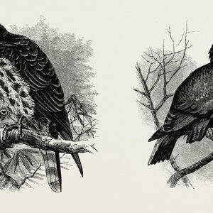 A Hawk From Nature Left And A Hawk From The National by English School
