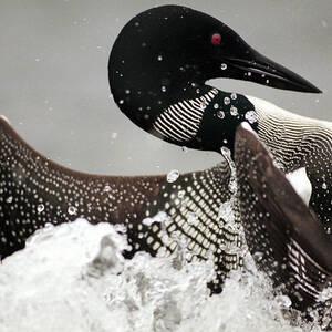 A Loon Dances On The Water Of A Lake by Carl D. Walsh