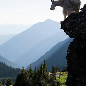 A Mountain Goat Walks Along A Cliff by Craig Moore