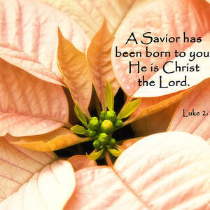 A Savior has been born to you He is Christ the Lord by Jill Lang