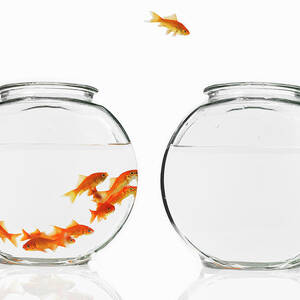 A Single Goldfish Leaping From A by Mint Images - David Arky