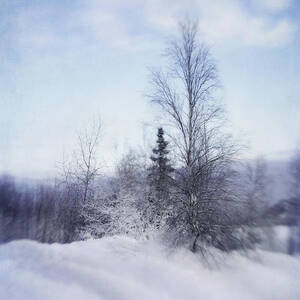 A Tree In The Cold by Priska Wettstein