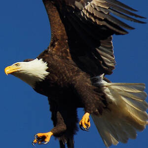 Canadian Bald Eagle Photograph by Randy Hall - Fine Art America