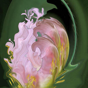 Abstract Flowers, Digitally Manipulated by Jaynes Gallery