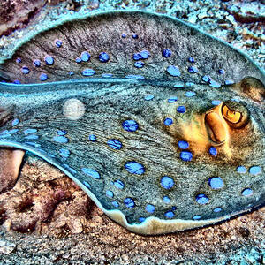 Abstract Reef Ray by Roy Pedersen
