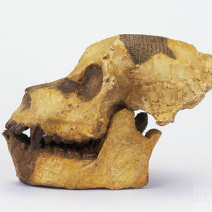 Aegyptopithecus Zeuxis Skull by Harry Taylor / Dorling Kindersley / Natural History Museum, London