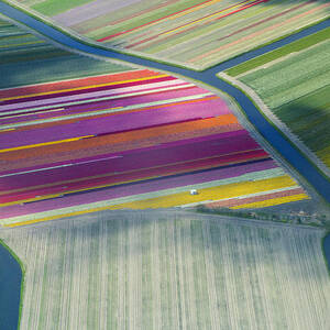 Aerial View Of Flower Fields In Spring by Frans Sellies