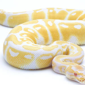 Albino Royal Python by Michel Gunther
